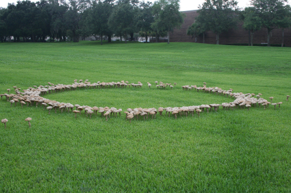 mushroom fairy ring
