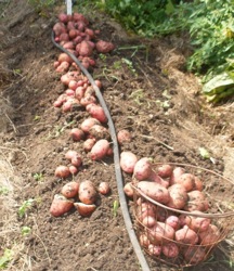 potatoes in dirt